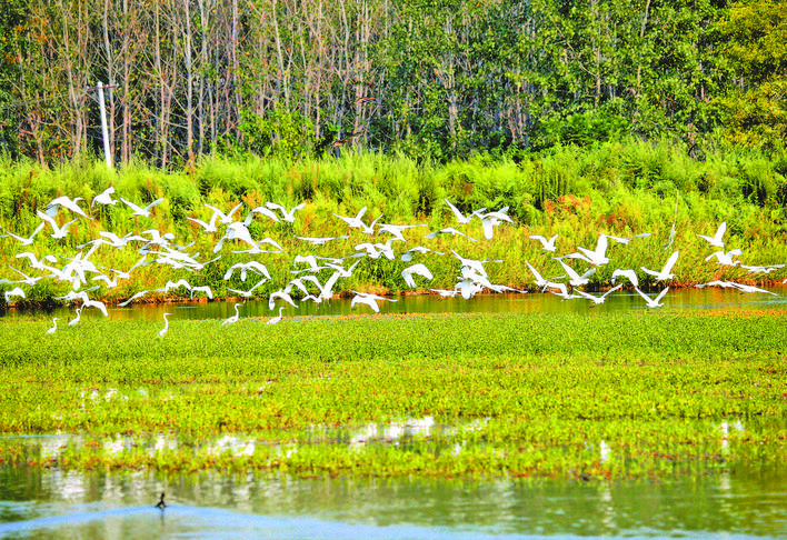 环巢湖湿地栖息的白鹭。记者 赵瑞瑞 通讯员 钱茂松 摄